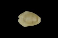 藏品(黃寶螺)的圖片